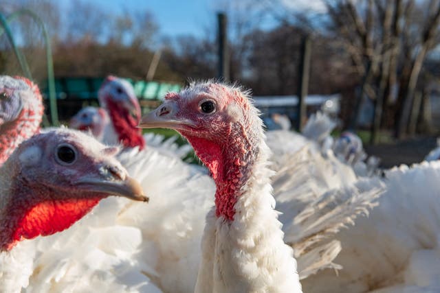Bird flu cases are spiking again in the US. Here is what you need to ...