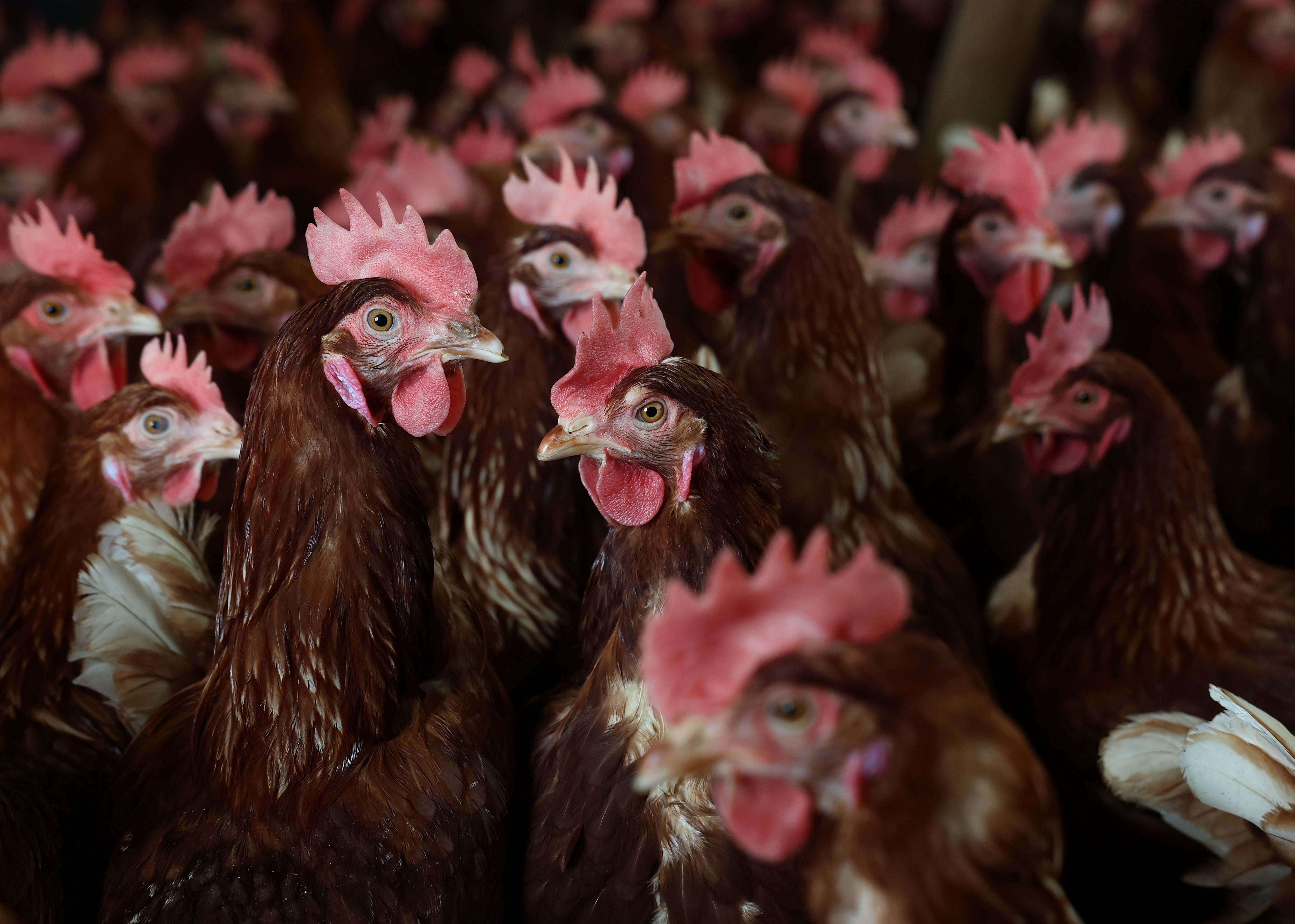 Bird flu cases are spiking again in the US. Here is what you need to know about the spread