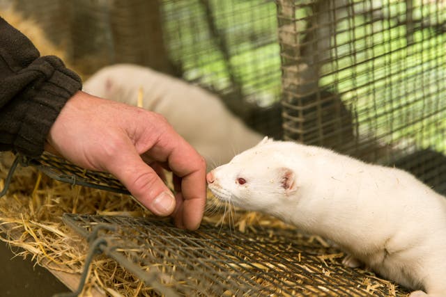 Bird flu cases are spiking again in the US. Here is what you need to ...
