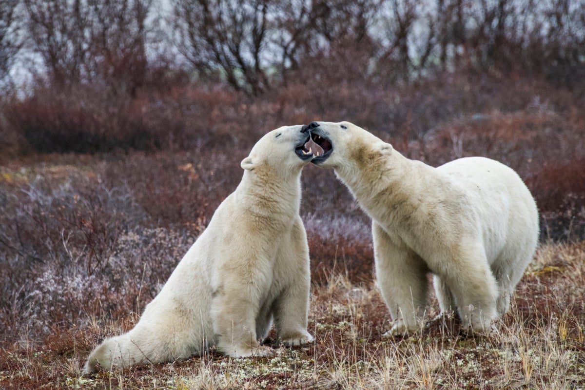 How AI and 'doorbell cameras' can reduce growing risk of human encounters with polar bears