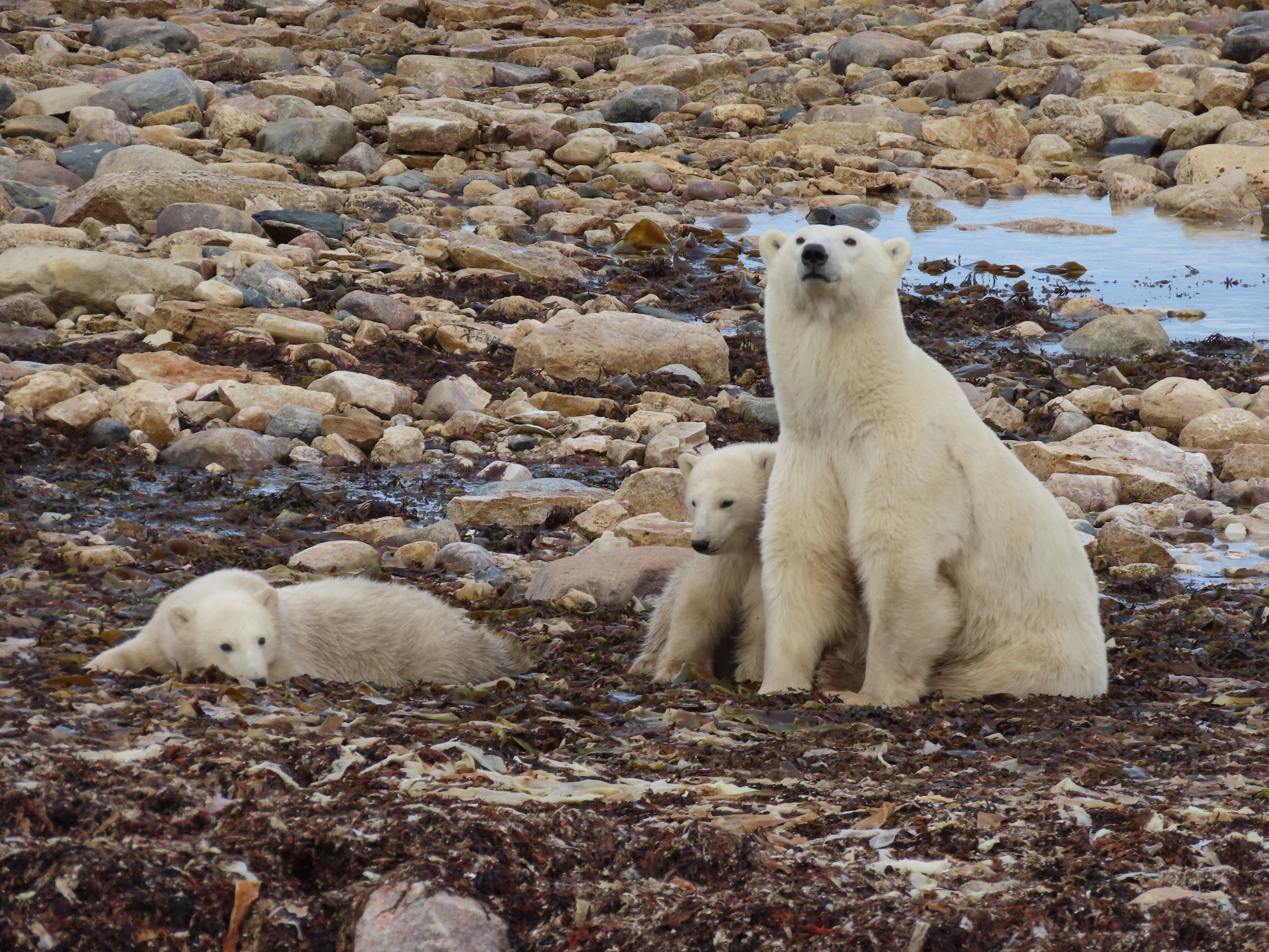Polar bears are gathering near a Canadian community to wait for the Hudson Bay to freeze over so that they can hunt seals – as thousands of tourists arrive to see them (PA)