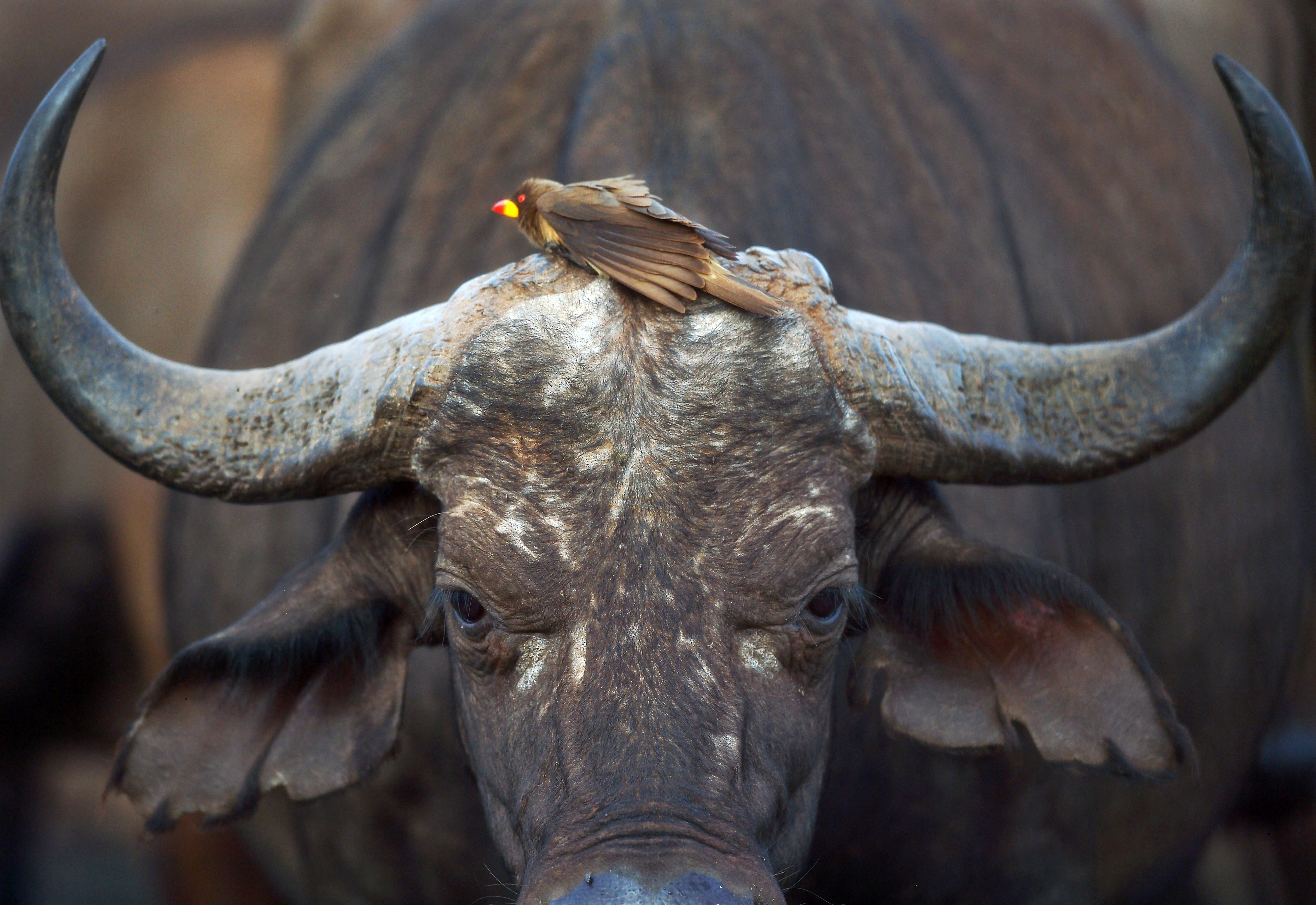Oxpeckers will pick at open wounds to consume blood and flesh