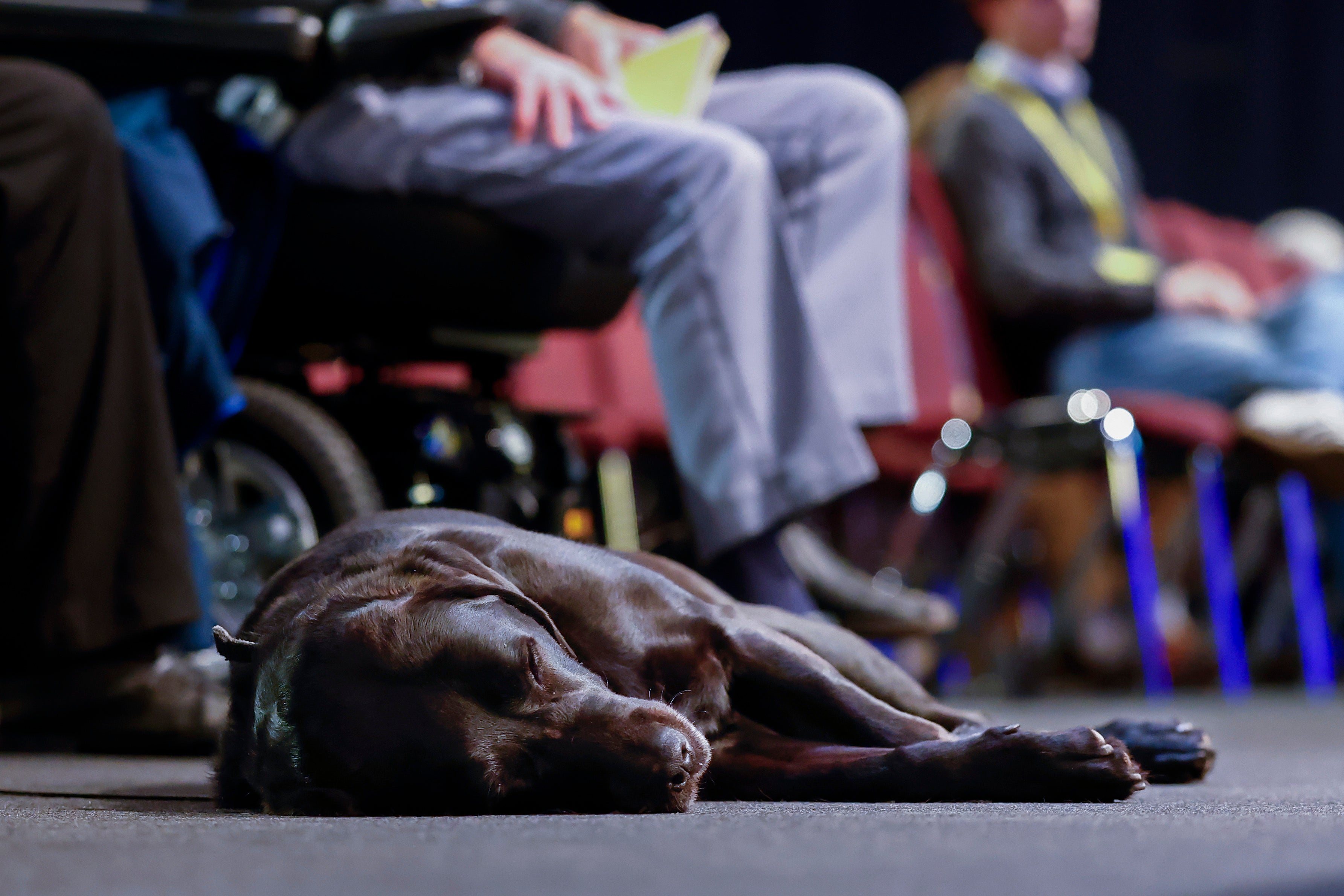 Going to an expert can determine if a dog’s depression might be the sign of something medically wrong