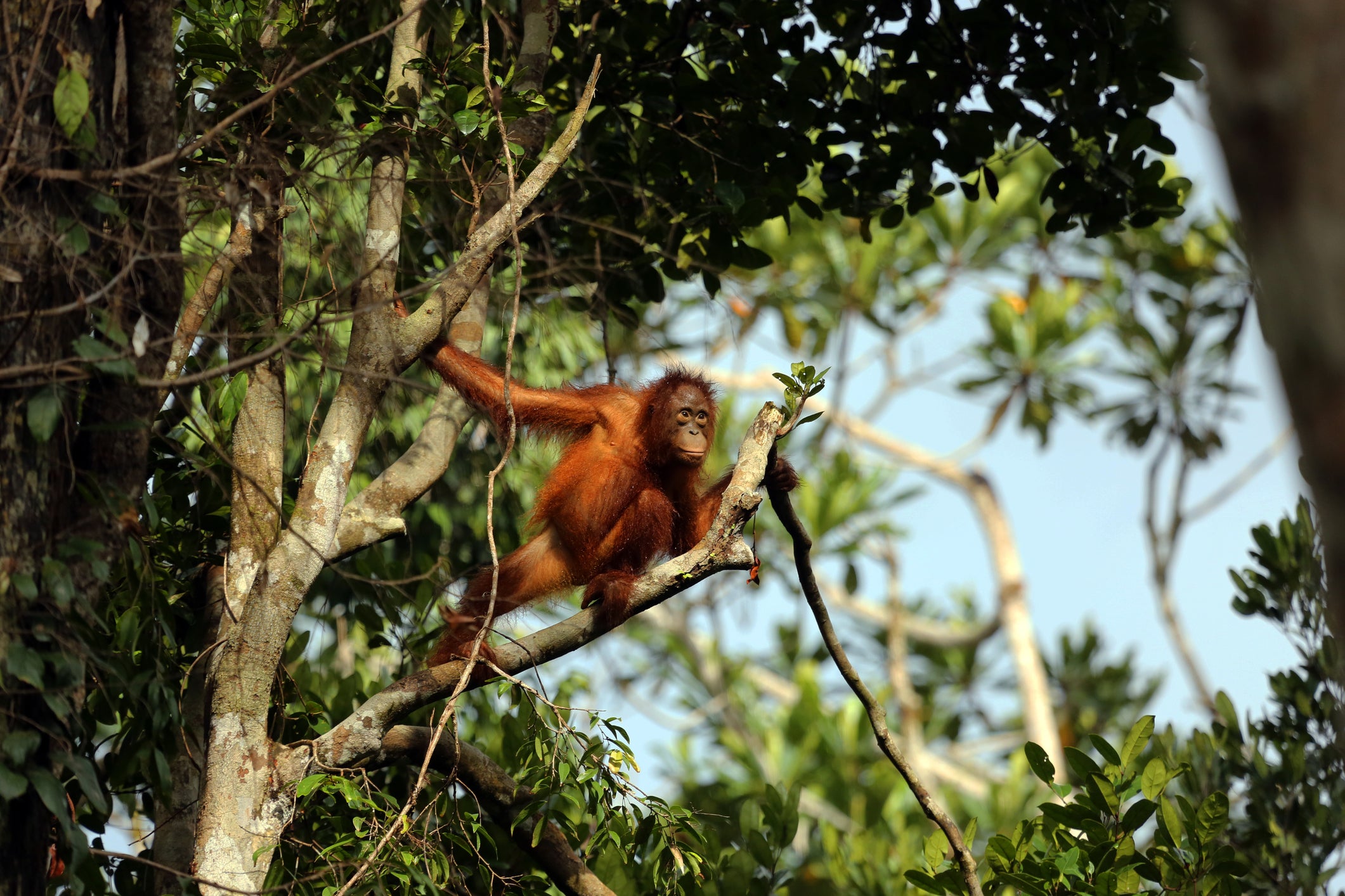 Tanjung Puting is one of the best places to see orangutans