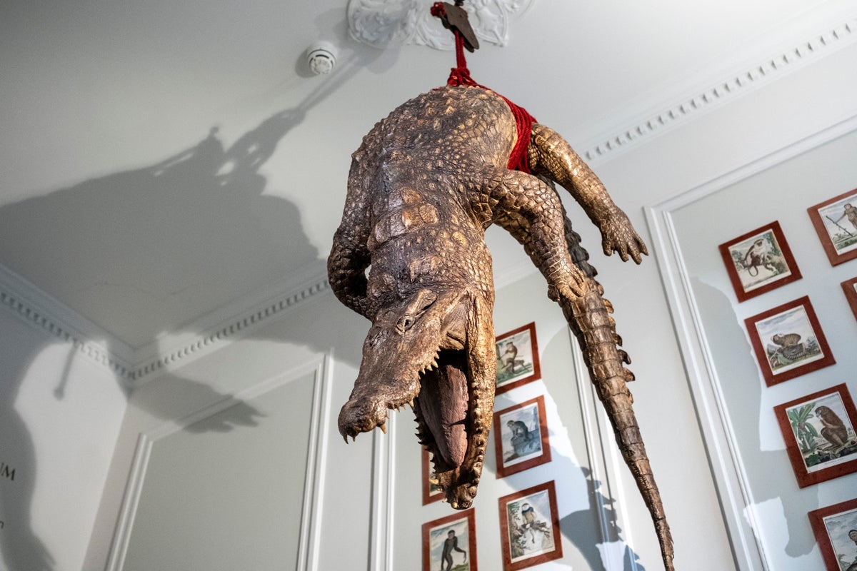 At a new Amsterdam museum, humans are caged as dead animals hang and roam around them