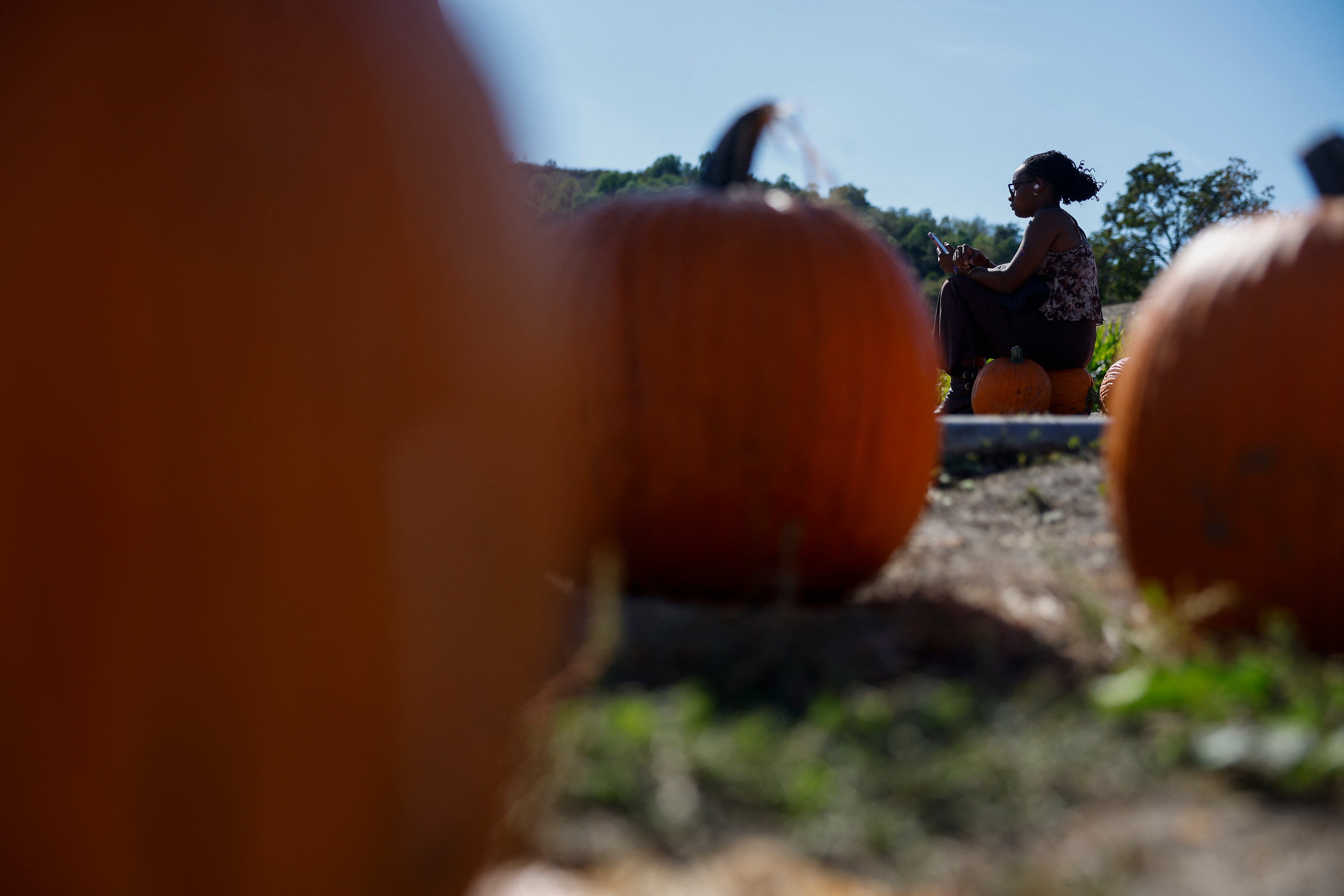 The toddler was fatally struck at a pumpkin patch in Tennessee. This image shows pumpkins at Cal Poly Pomona PumpkinFest in Pomona, California