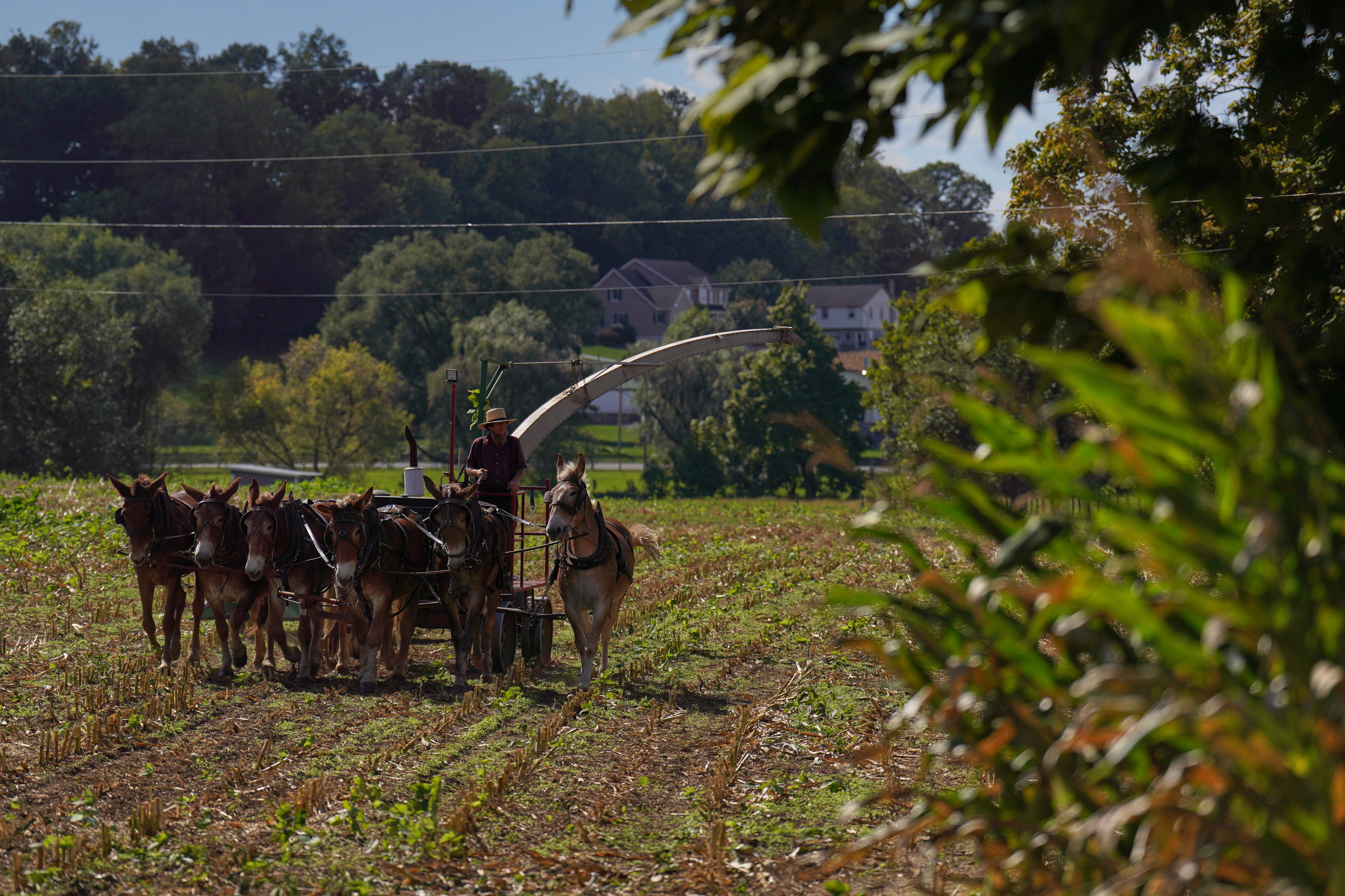 A member of the Plain community harvests crops in Intercourse