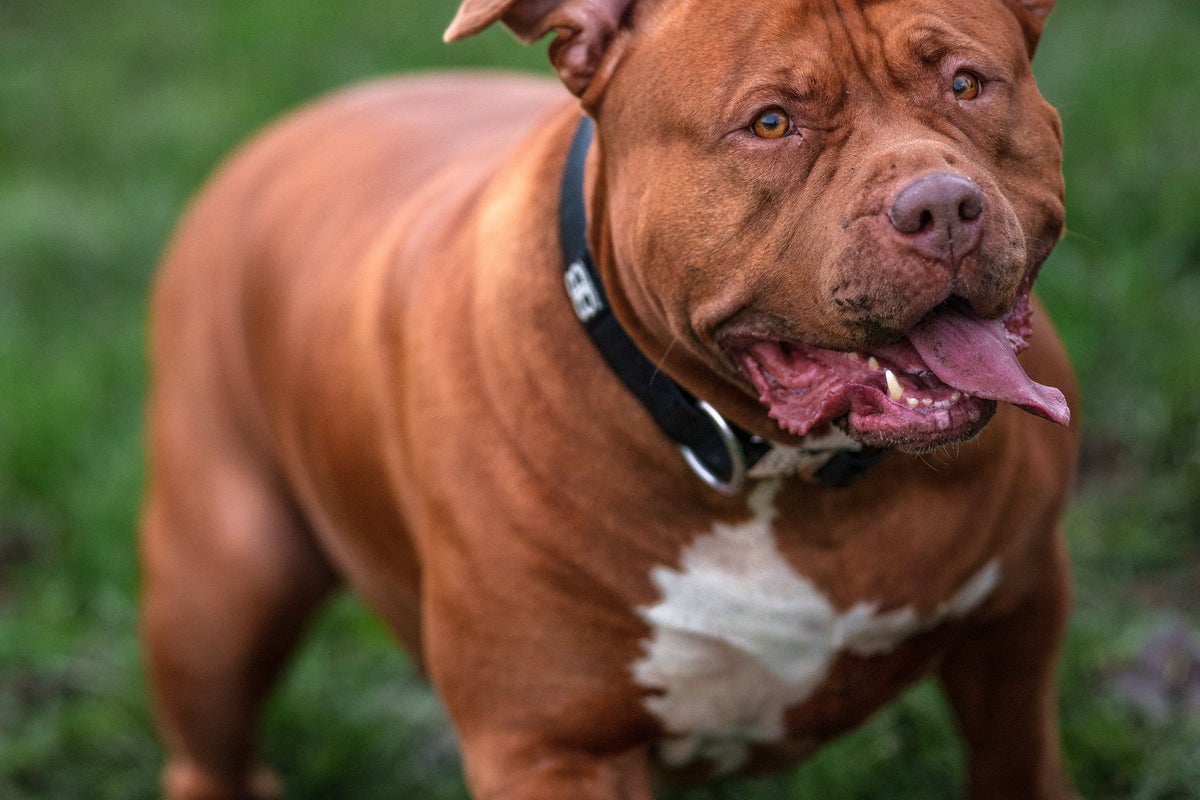 The new UK dog law coming into force this week – that includes threat of jail sentence