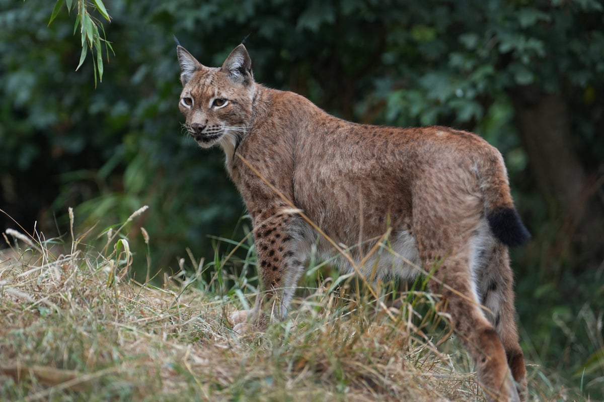 Judge throws out wildlife body's challenge over bid to reintroduce lynx