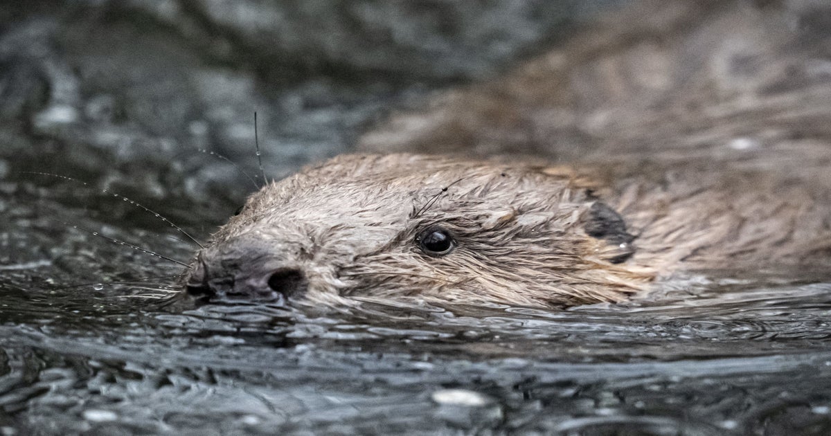 NatureScot Approves Releasing Up to 15 Beavers Near Loch Ness