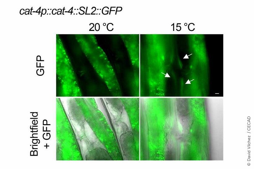 Moderate cold increases BH2 levels in the muscle of the nematode C elegans