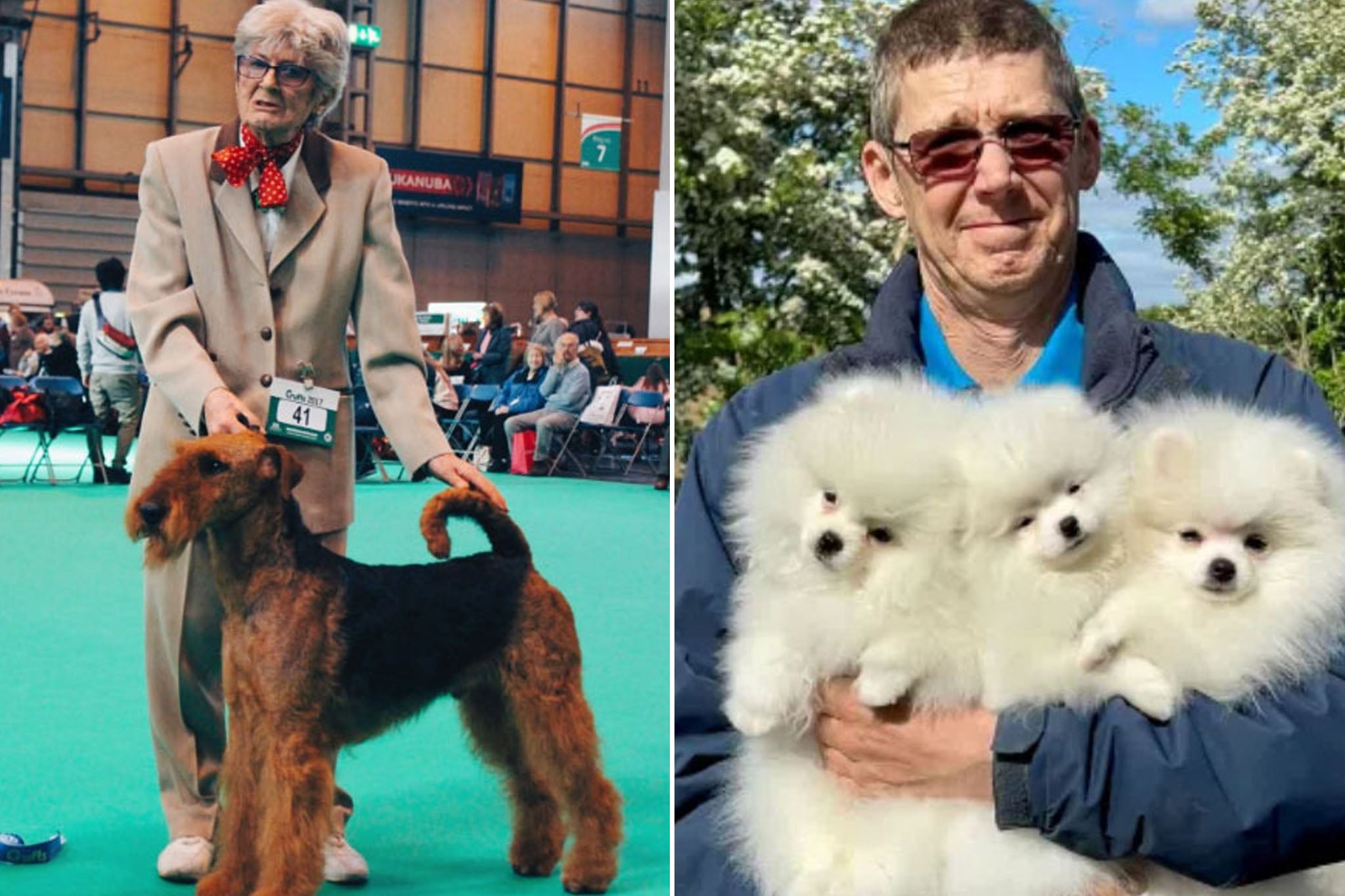 Robo de herencia en el mundo canino