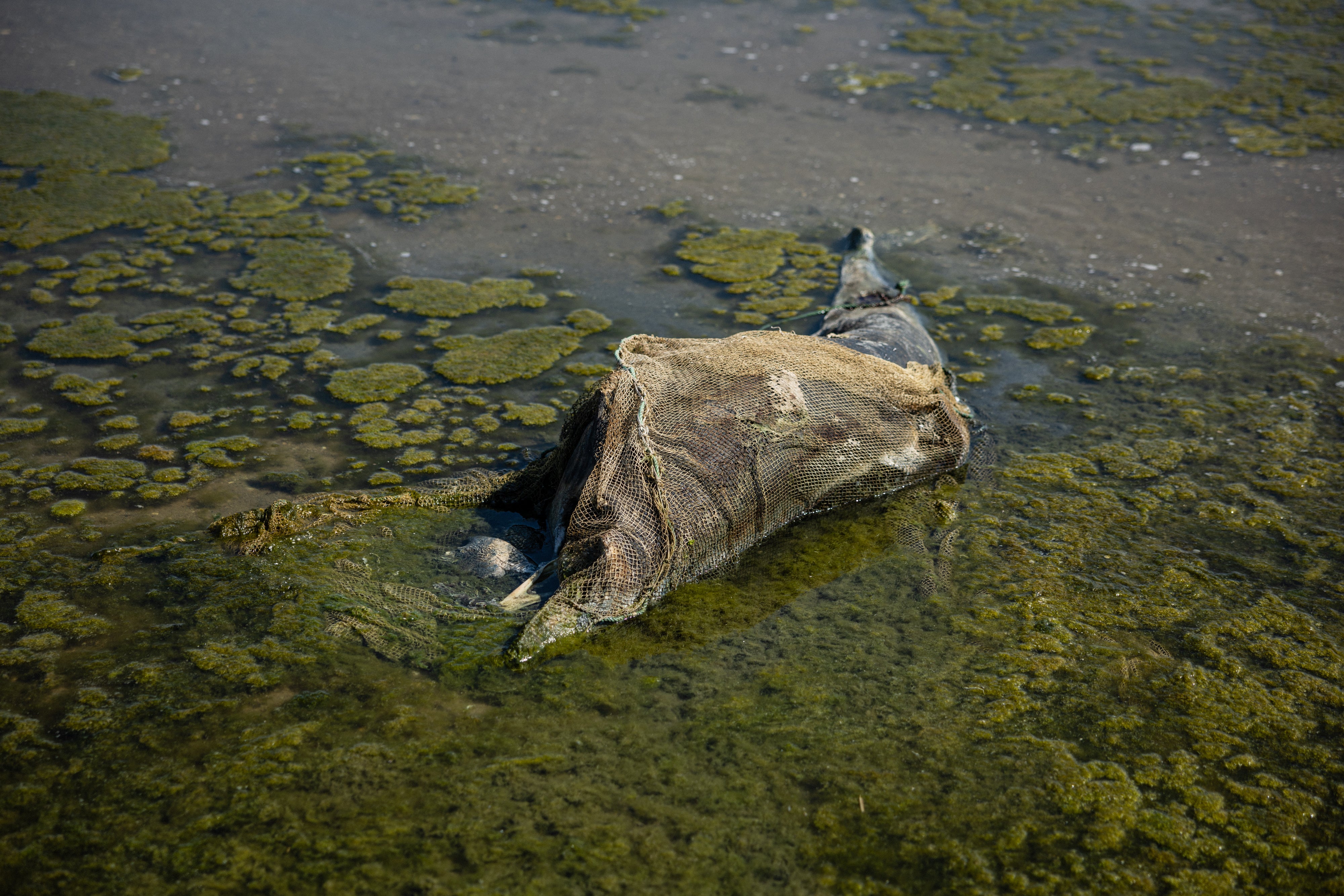 Putin’s war on Ukraine blamed for 120,000 dead dolphins in the Black Sea