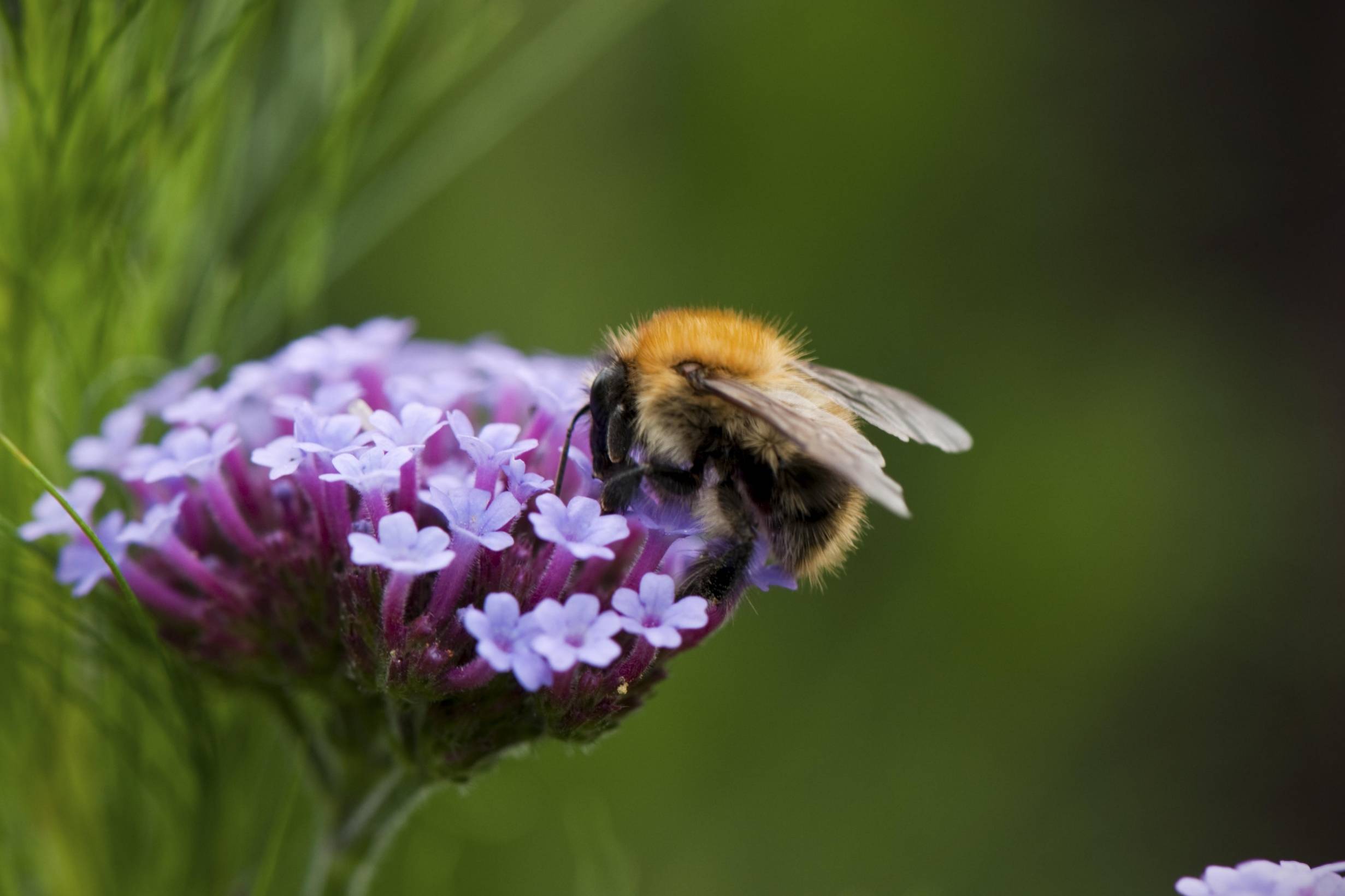 Loss of grassland habitats has contributed to the massive decline in numbers of pollinating insects in Britain (Alamy)