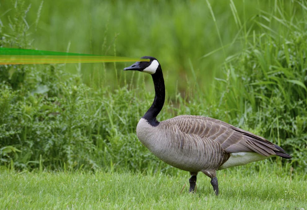Canada using laser beams to fight off unwanted geese | indy100 | indy100