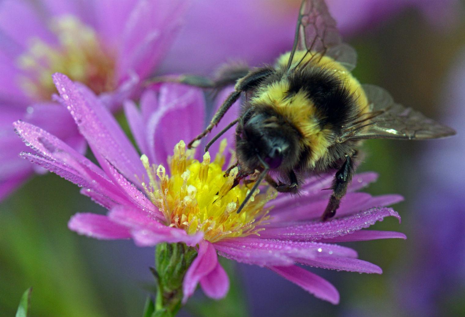 bees-bring-more-to-the-british-economy-than-the-royal-family-indy100