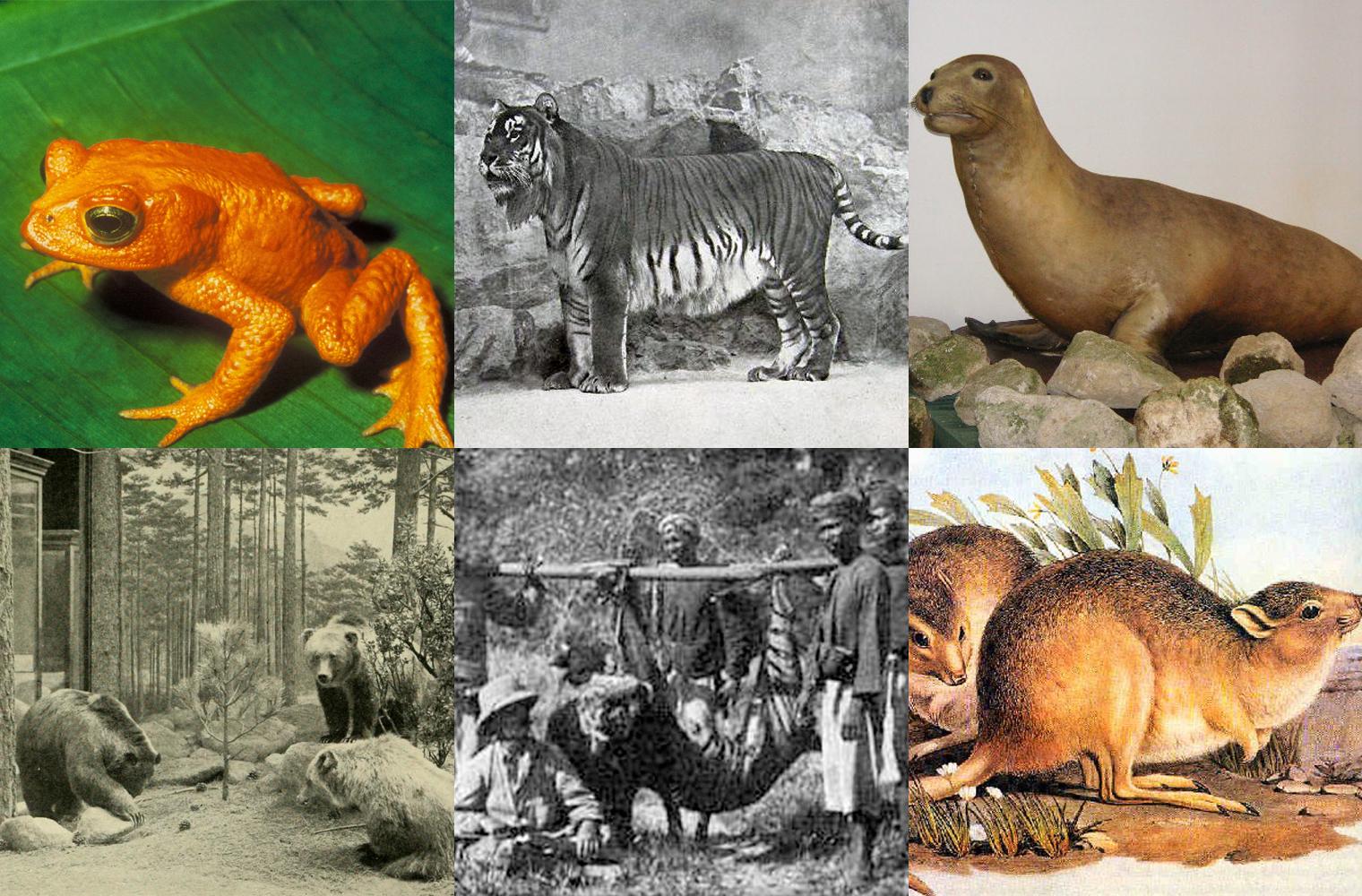 Which animal species went extinct in the year you were ...