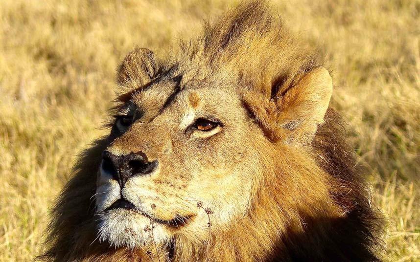 Genderfluid female lion has a mane, acts and roars like a male