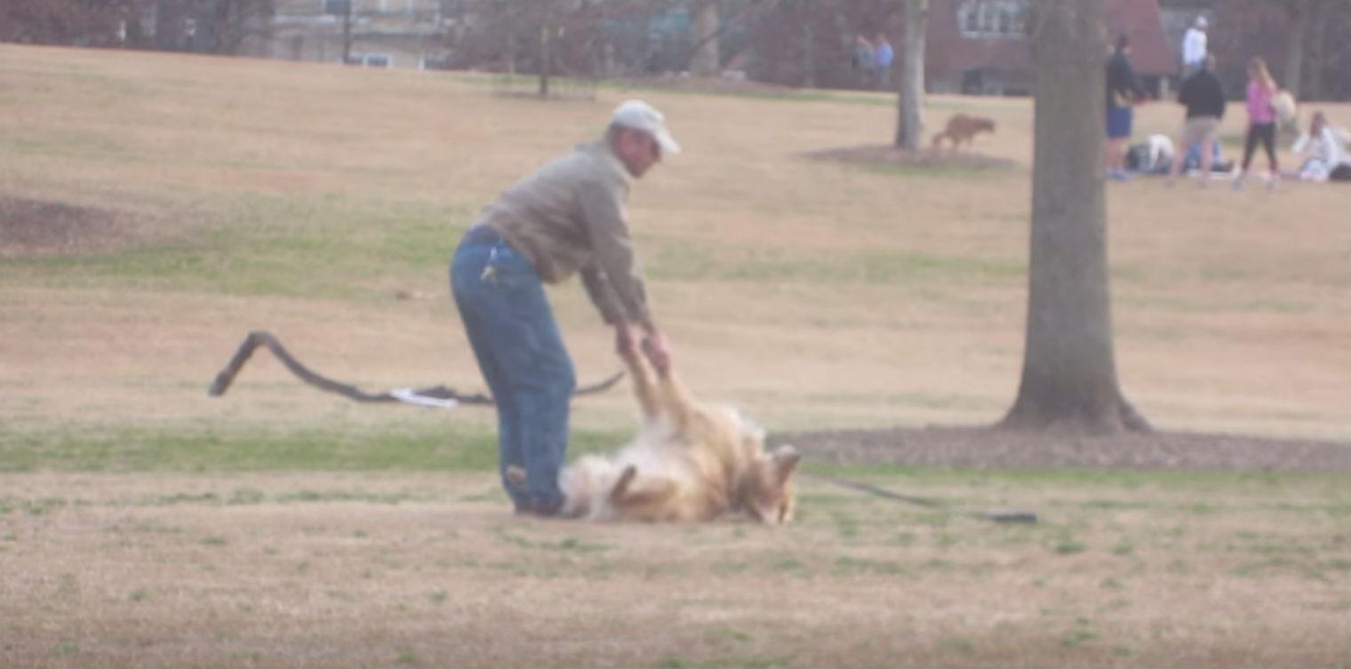 This video of a dog playing dead because it doesn't want to leave the park is delighting the