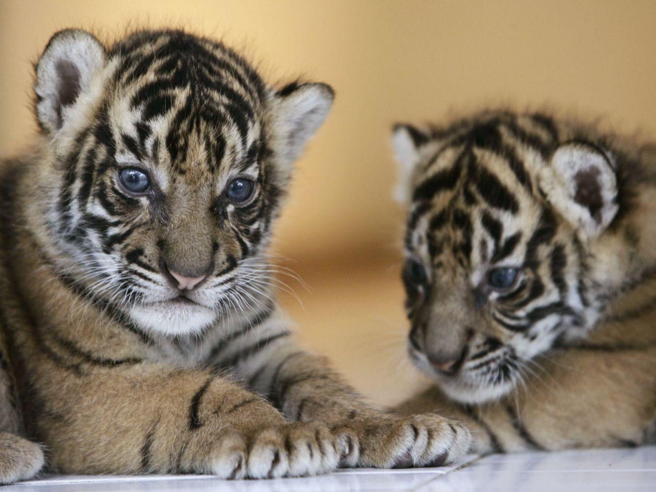 There are only around 3,900 tigers left in the wild