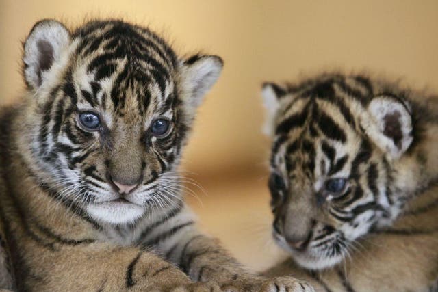 Endangered Sumatran Tiger cubs play together in West Java, Indonesia