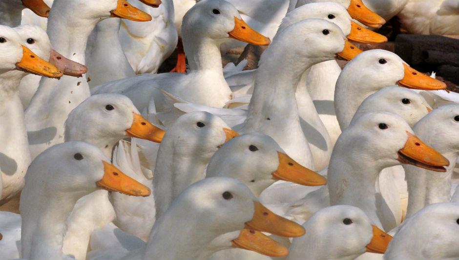 Bird flu outbreak in Yorkshire: What you need to know ...