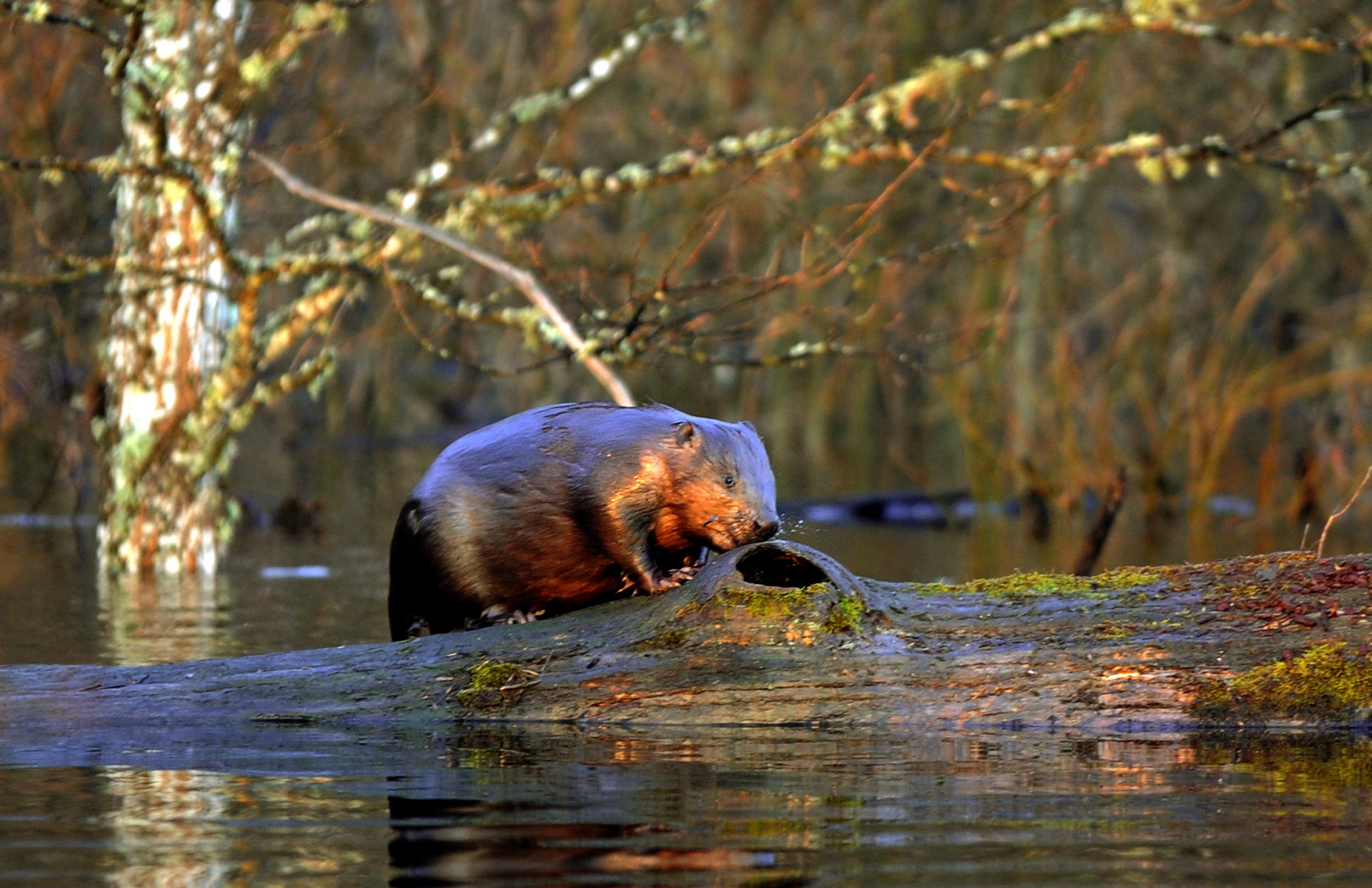 Have beavers moved the goalposts? indy100 indy100