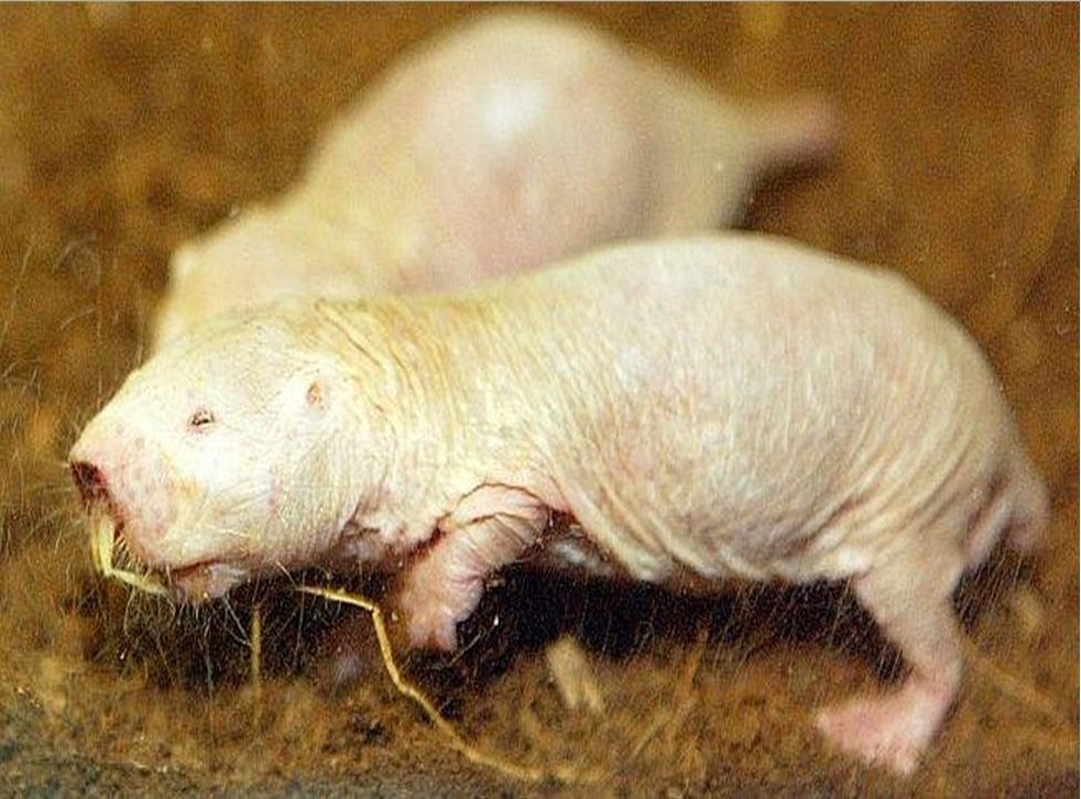 Could this incredibly ugly naked mole rat help cure cancer 