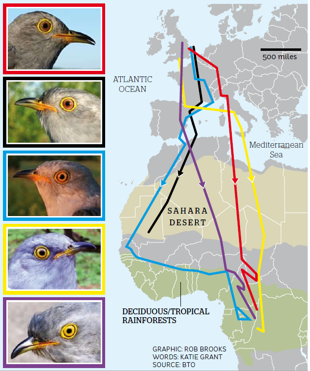 Cuckoo migration patterns are actually very interesting indeed | indy100 | indy100
