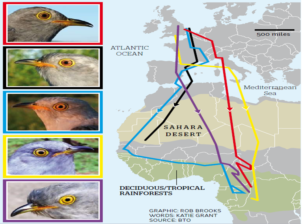 Cuckoo migration patterns are actually very interesting indeed ...