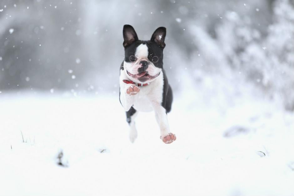 boston terrier cold