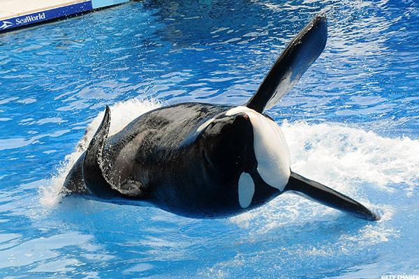 SeaWorld has said it is phasing out its orca shows, but activists have reportedly been unconvinced