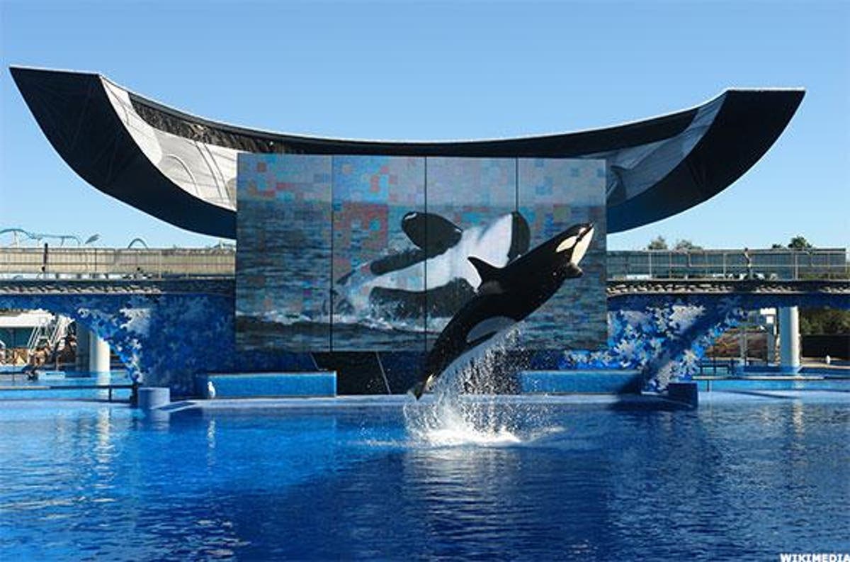 SeaWorld will open first theme park without orcas in Abu Dhabi The