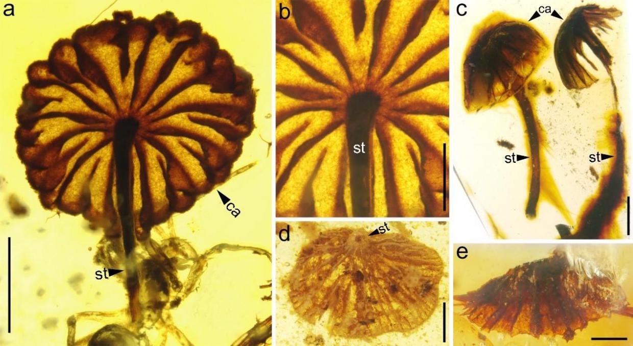 Researchers are amazed at how similar the ancient specimens are to modern mushrooms Cai et al