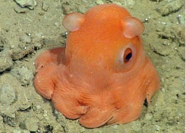 king cuddly octopus