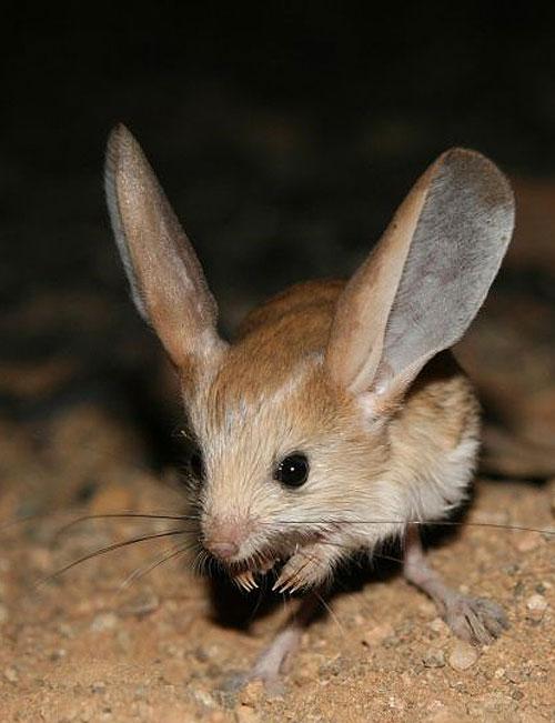 Did You Hear The One About The Long Eared Jerboa It S Been