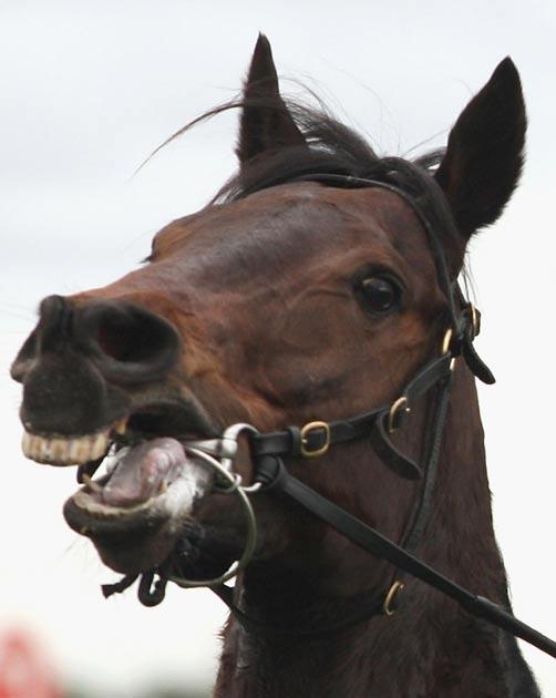 From Hoof Hearted to Better Than Sex The funniest racehorse names