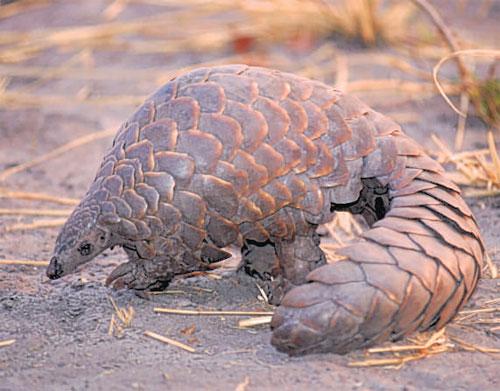 Where the weird things are: Meet the pangolin, the mammal that thinks