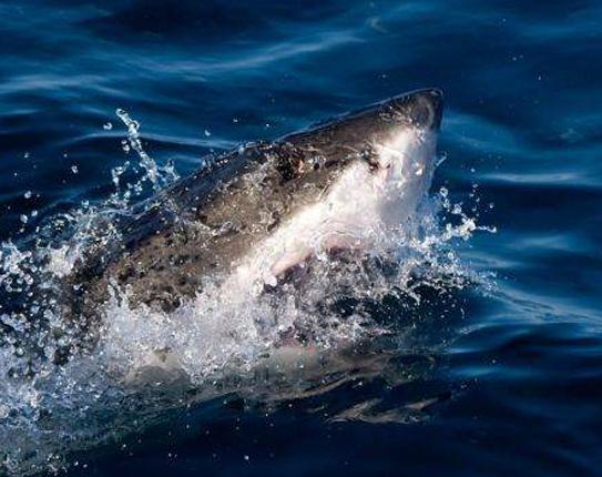 Diver Killed By Great White In Third Fatal Attack In Weeks The