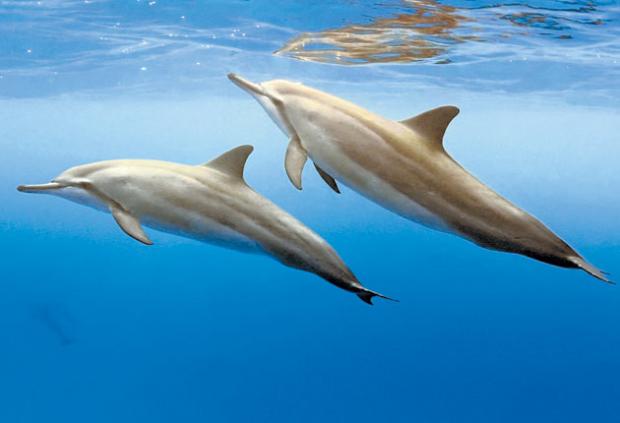 What's that you say, Flipper? Experts develop tools to talk to dolphins ...