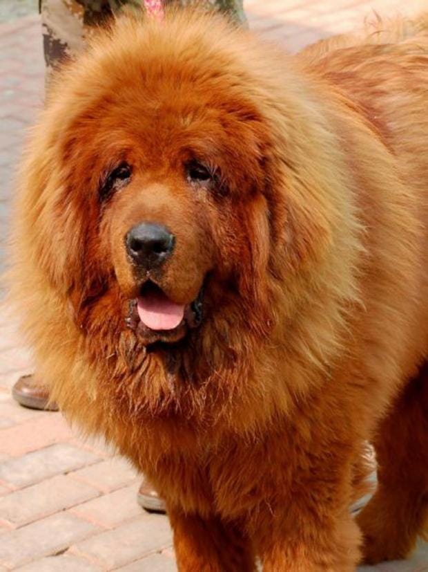 The £945,000 Red Tibetan mastiff and the Charolais bull sold for £ ...