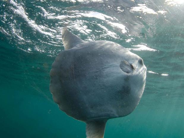 The sunfish also rises in Britain – again | The Independent