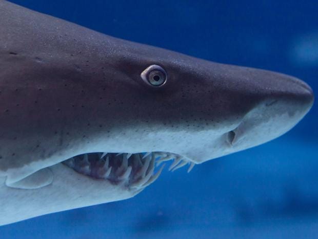 german tourist killed by shark in maui