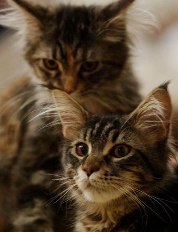 Middleaged women most at risk from 'dangerous' cat bites The Independent