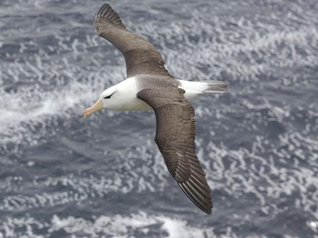 17-Albatross-David-Osborn-A.jpg