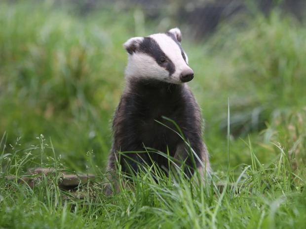 2013 - The Year In Review: Carbon Emissions, Badger Culls And Extreme ...