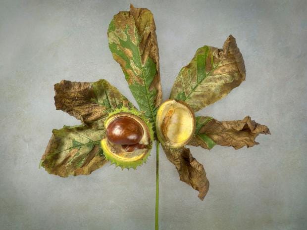 horse-chestnut-leaf.jpg
