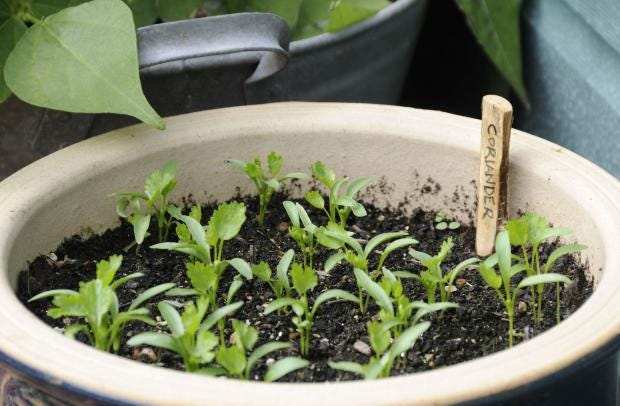 How To Grow Herbs From Seed On Your Windowsill The Independent