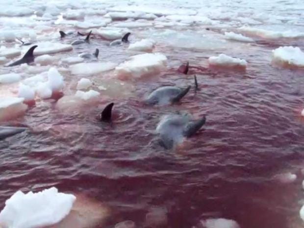 Tragic Final Moments Of Trapped Dolphins Caught On Film
