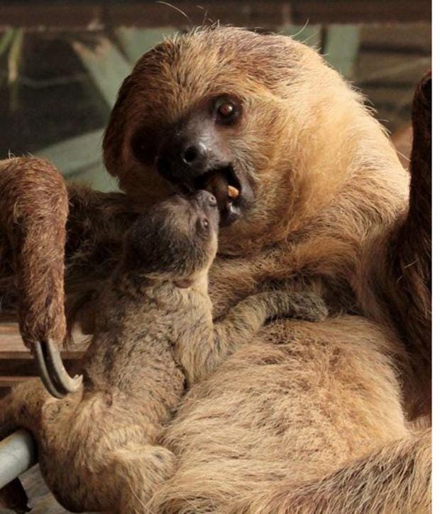 Sneaky Sloths New Arrival Is An Unexpected Surprise For